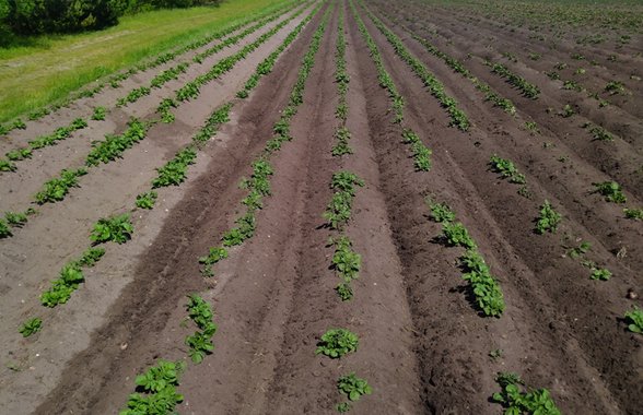 Rensning af kartoffelmark med Opti Weeder