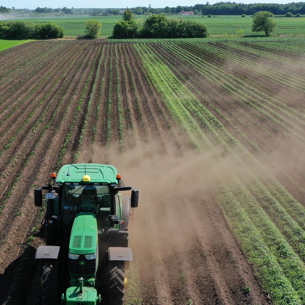 Kartoffelmark under rensning med Opti Weeder